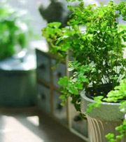 神农架专属于你的开运指南，助你鸿运当头福满身！