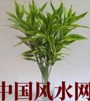 神农架十二生肖养什么植物最旺财运？你知道吗！
