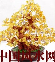 神农架买了招财植物却不能发财，是方位摆错了！